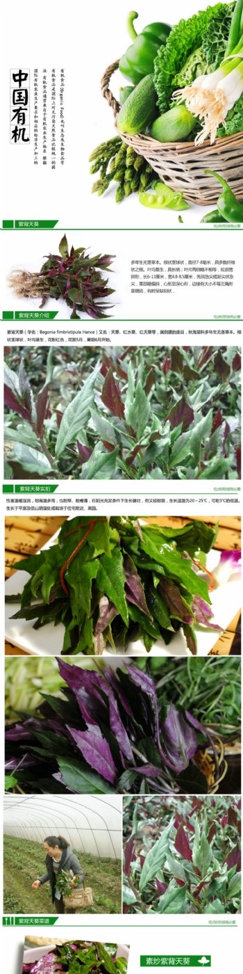 有机蔬菜紫背天葵
