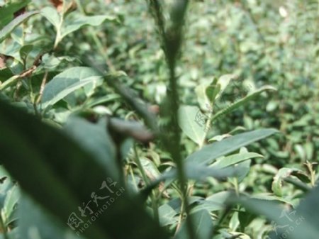 信阳毛尖茶树茶山标清视频