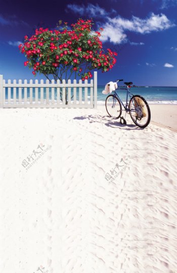 沙滩花树自行车