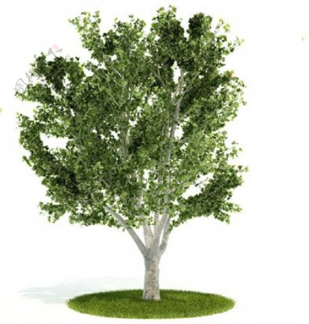 植物国外精品装饰素材免费下载植物3d模型51