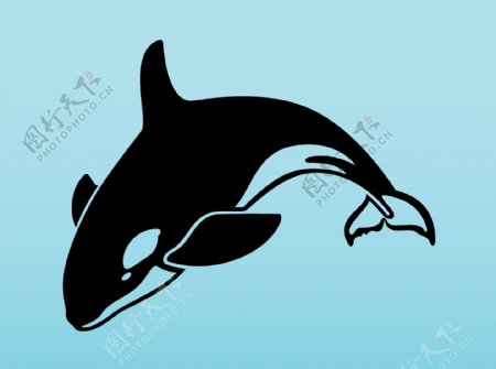 水生动物逆戟鲸在向量图片