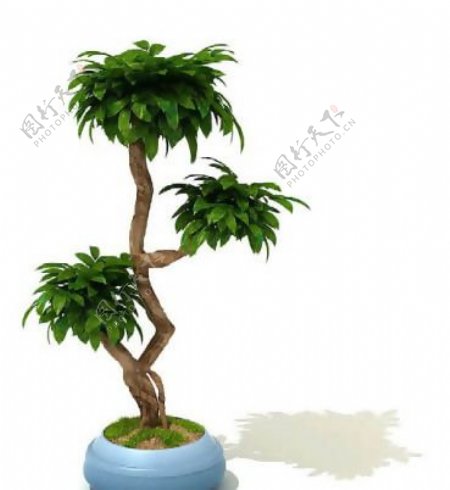 盆景植物3D模型盆栽植物3D模型免费下载含材质30