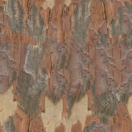 高精细桉树Eucalyptus带贴图