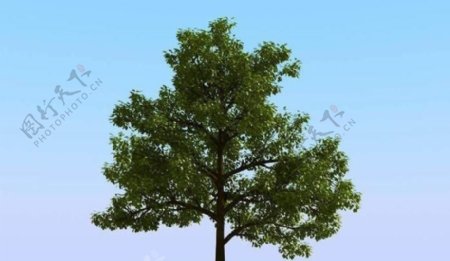 高精细橡树模型oak03