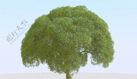 高精细杨柳树模型willow022