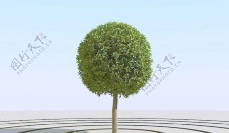 高精细杨柳树模型willow034