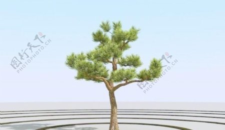 高精细杨松树bonsaipine05