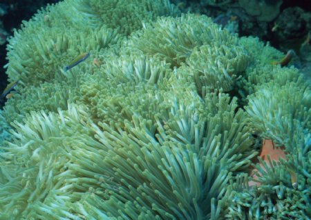海洋植物图片