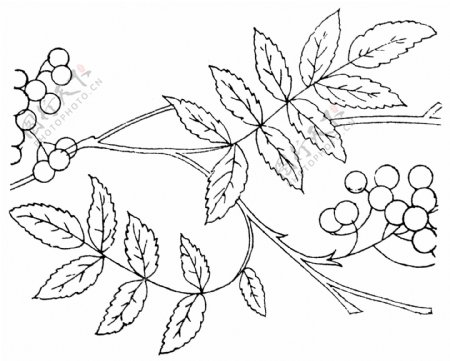 精美植物矢量线图1