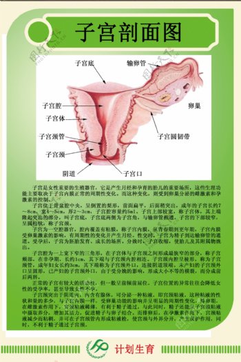 计划生育子宫剖面图