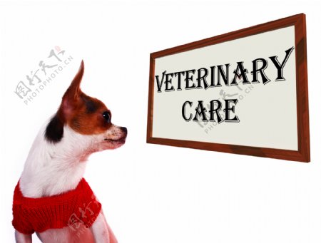 兽医照顾宠物诊所或医院的标志