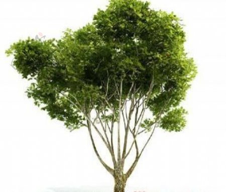 国外精品植物树木灌木3D模型35套1