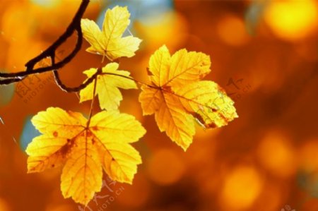 枫叶背景图片背景秋天黄色背景