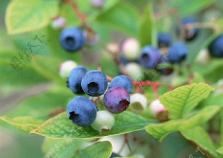 枝头上的熟蓝莓和生蓝莓