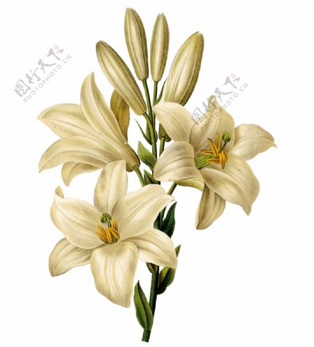 位图写实花卉艺术效果水彩花卉免费素材