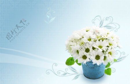 清新淡雅蓝色花卉背景海报