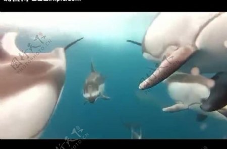 可爱海豚视频素材图片
