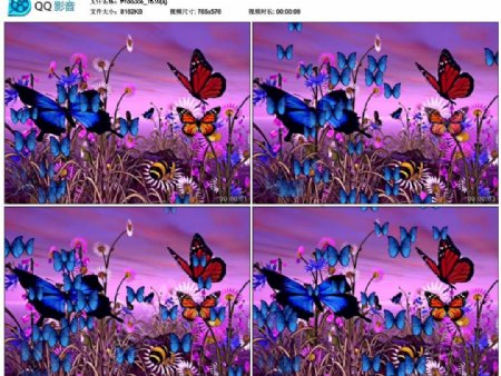 紫色的花和蝴蝶图片