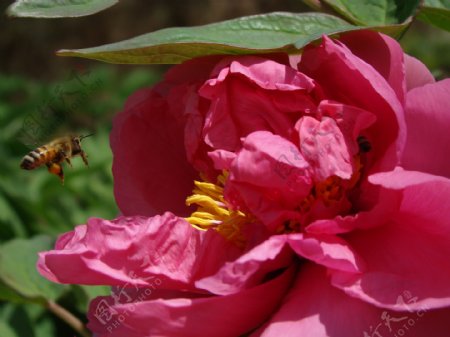蜜蜂牡丹图片