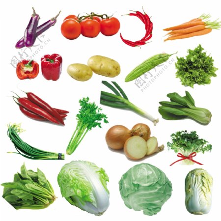 蔬菜图片大全