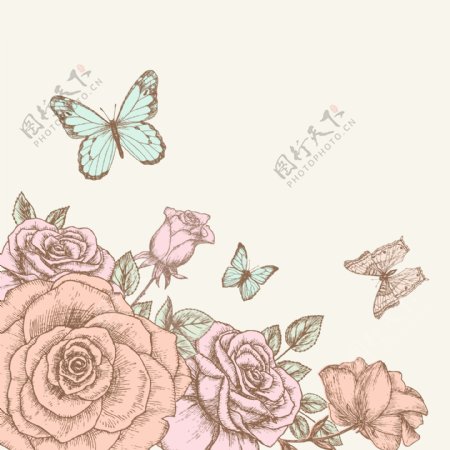 玫瑰蝴蝶图片