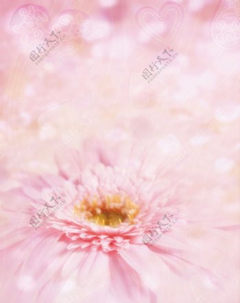 粉色菊花移门图片