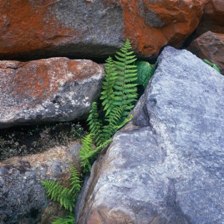 石缝生长绿色生命