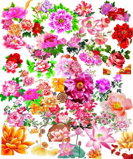 牡丹花花朵素材图片