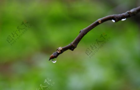 雨后树芽水滴图片