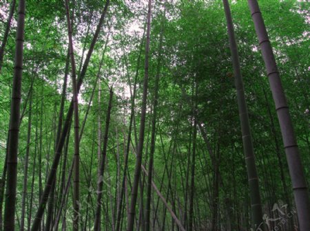 竹林竹子绿色的竹林