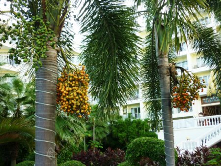 海南椰树小区图片