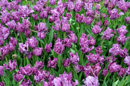 紫色郁金香花海图片