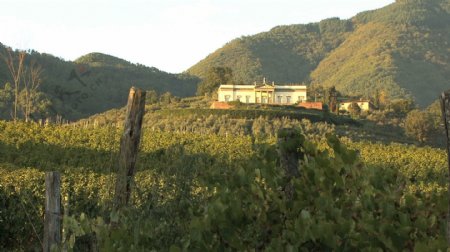 意大利地产酒和葡萄园股票视频视频免费下载