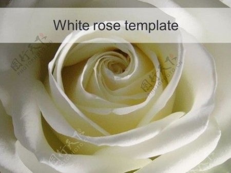 白玫瑰的模板