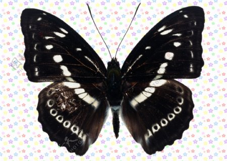 黑白色蝴蝶图片