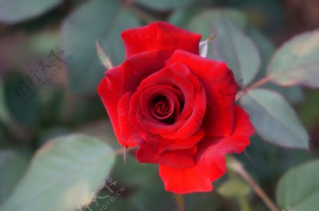 丝绒红玫瑰图片