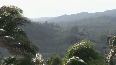 太阳照在夏威夷棕榈树的叶子股票视频视频免费下载