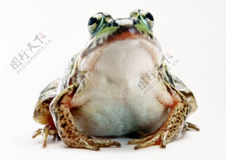 小动物青蛙动物世界