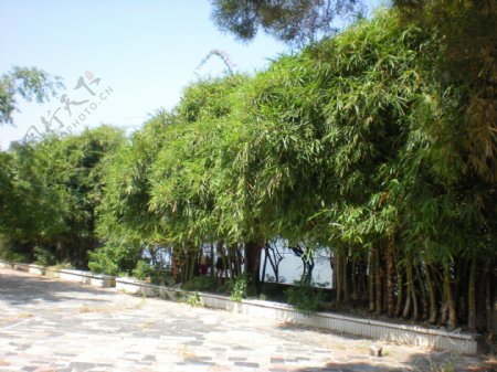 竹树木竹林风景廊图片