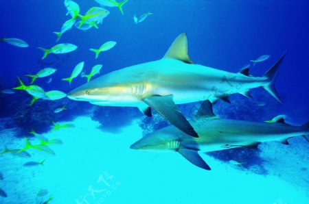 海底大海深海碧海海水礁石珊瑚海藻鱼群生物神秘广告素材大辞典