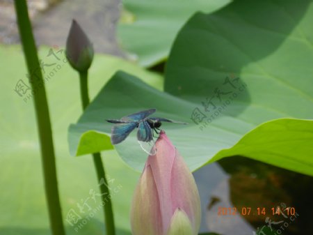 蓝蜻蜓图片