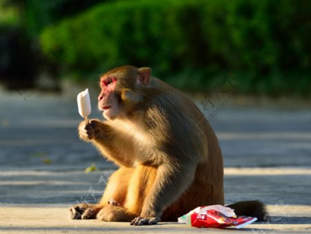 吃冰淇淋的美猴王图片