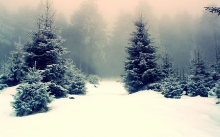 松树雪景