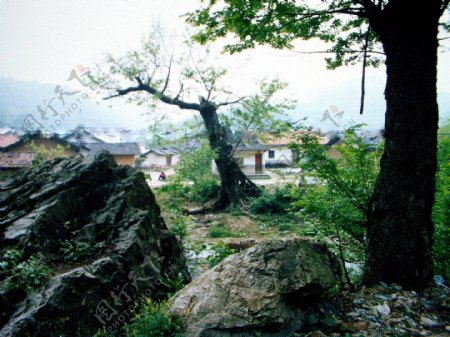 巨石古树小村落