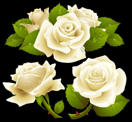 白色玫瑰花背景