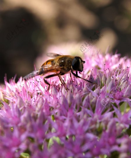 蜜蜂与花图片