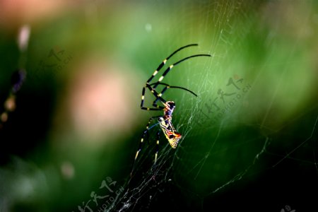 彩色蜘蛛图片