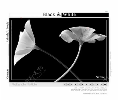 黑白花朵网页psd模板
