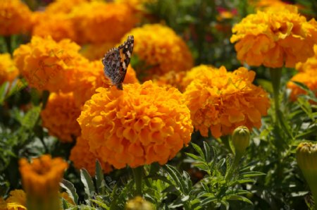 万寿菊上的蝴蝶图片