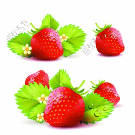 草莓主题背景05矢量